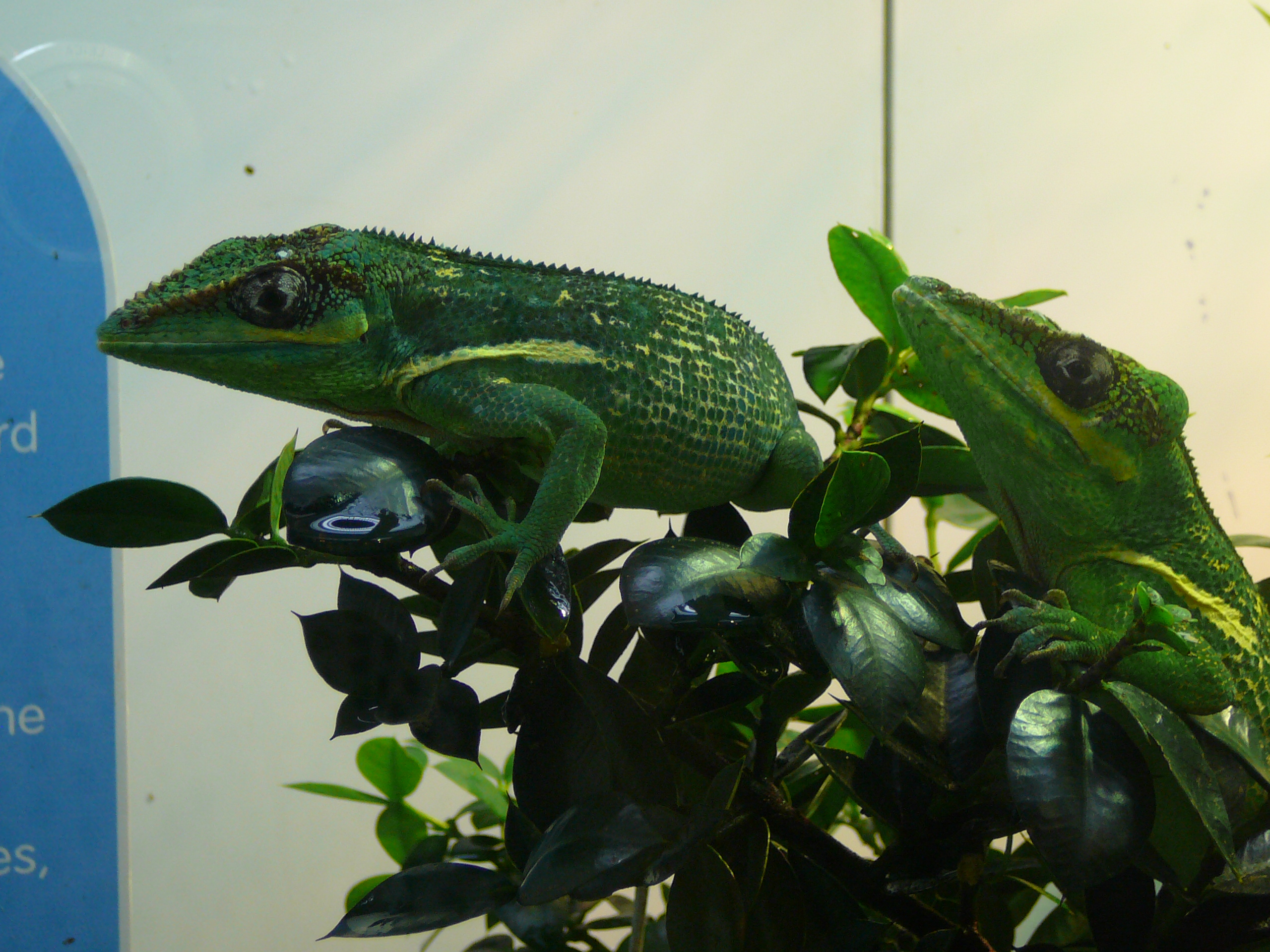 Florida towns facilitate spread of knight anoles