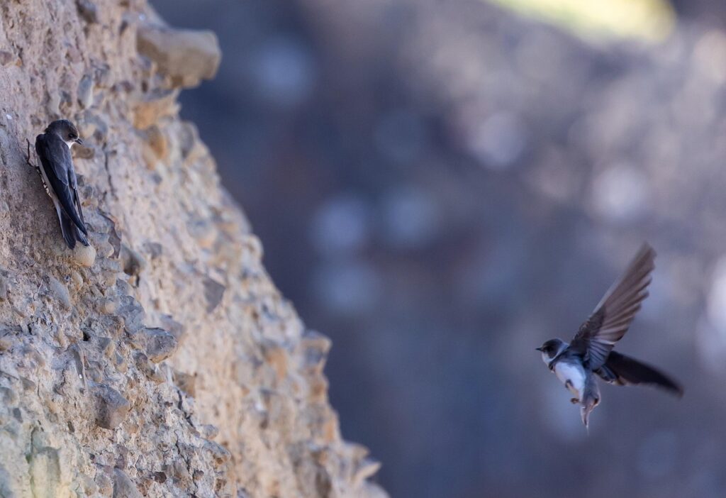 February Sand Martins