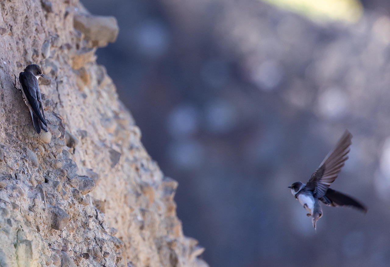 February Sand Martins