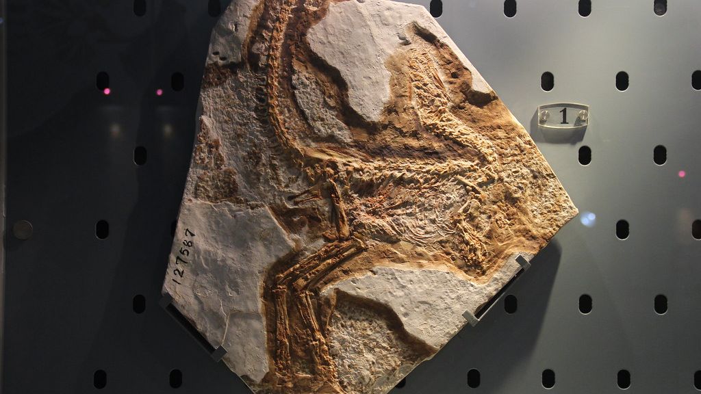 5 Prehistoric Discoveries That Completely Changed Dinosaur Science Forever