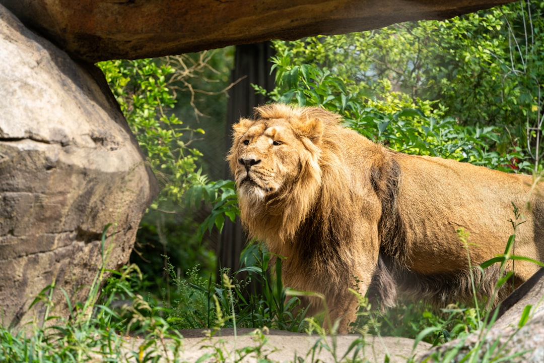 Asiatic Lion's Life Cut Short in 50-Foot Fall Near Diu Fort, Expansion Turns Fatal Beyond Gir ...