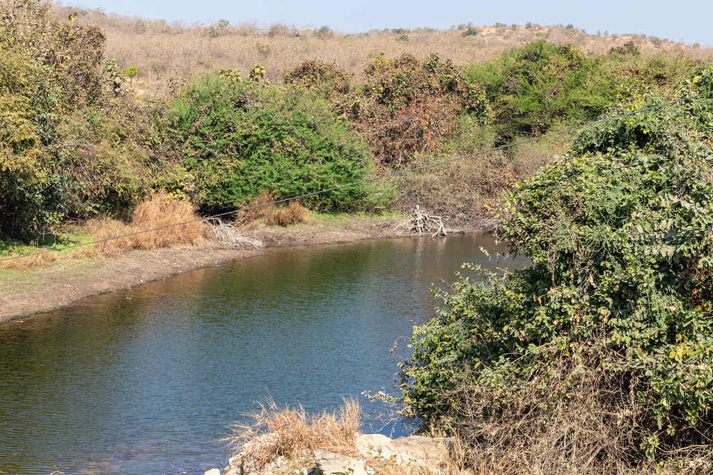 How many rivers flow through Gir National Park? A closer look at its lifelines