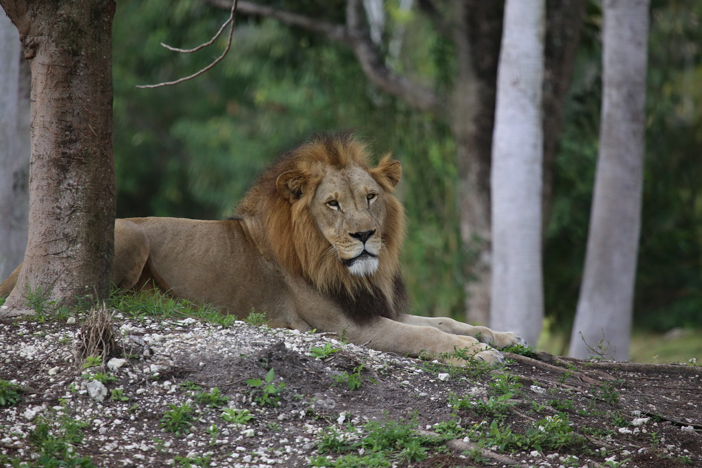 Nahargarh Biological Park's Lion And Tiger Safaris Are Drawing Record Tourist Crowds
