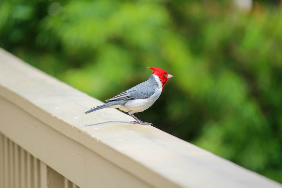Hawaii’s birds circulate avian malaria