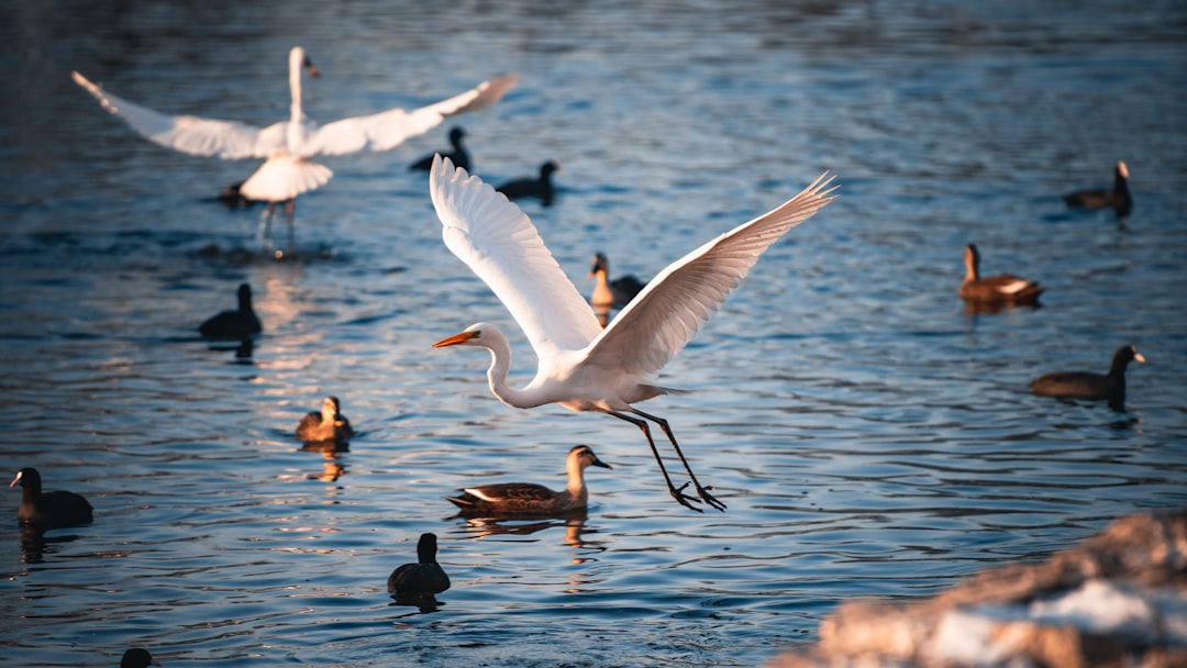 LISTEN: Montana’s migration marvel