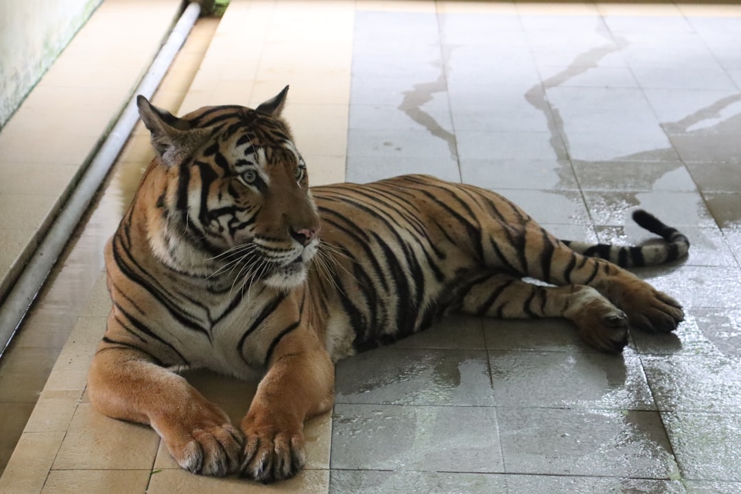 Captured tiger in good health after relocation to Vizag animal rescue centre
