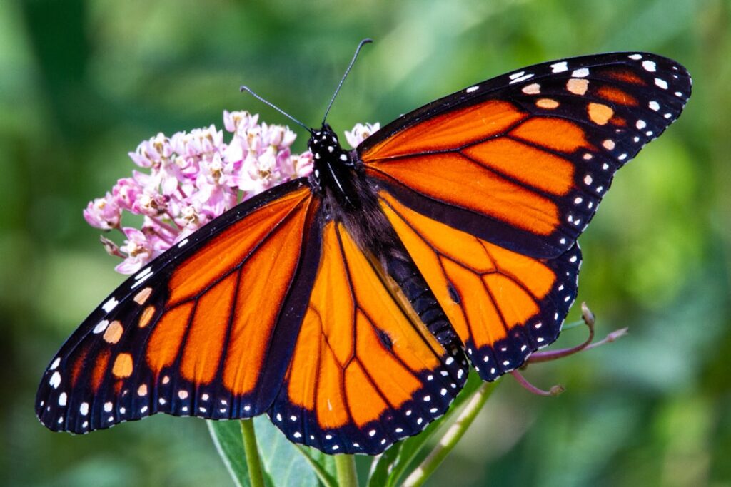 Six Ways You Can Help Save the Monarch Butterfly