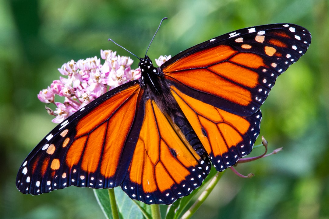 Six Ways You Can Help Save the Monarch Butterfly