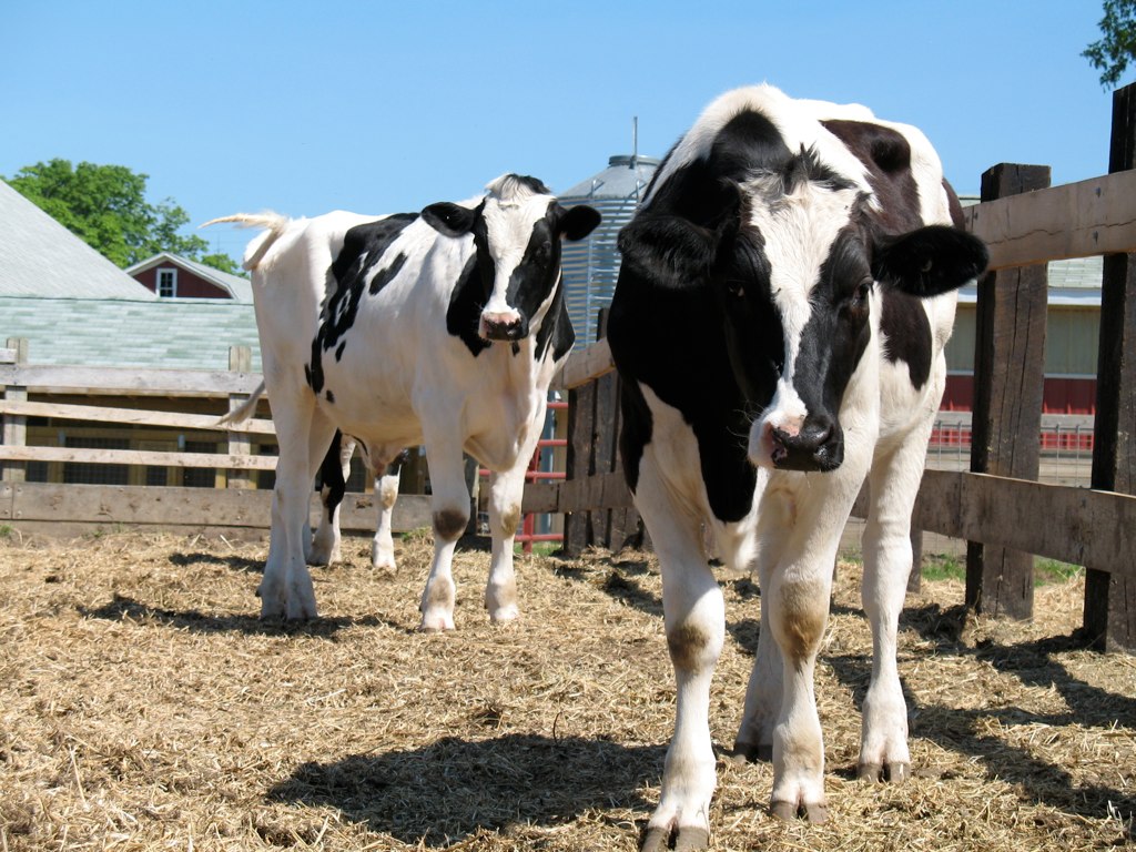 Two Brave Cows Who Escaped Slaughter and Found Sanctuary