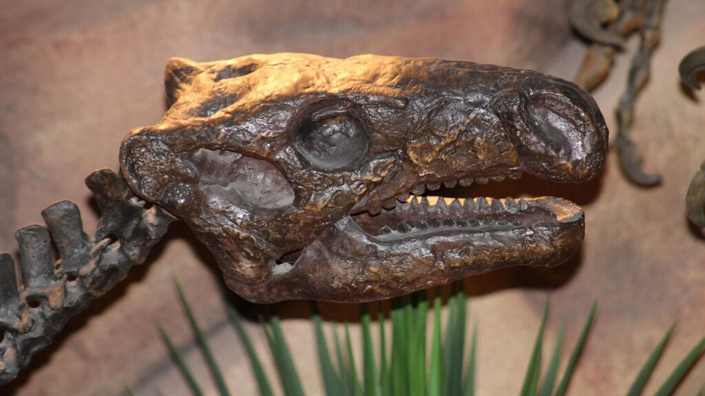 Why Were Some Regions Home to Such a High Concentration of Dinosaurs?