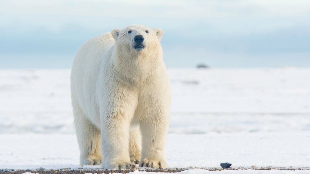 11 Animals That Perfectly Embody the Resilience of a T-Rex