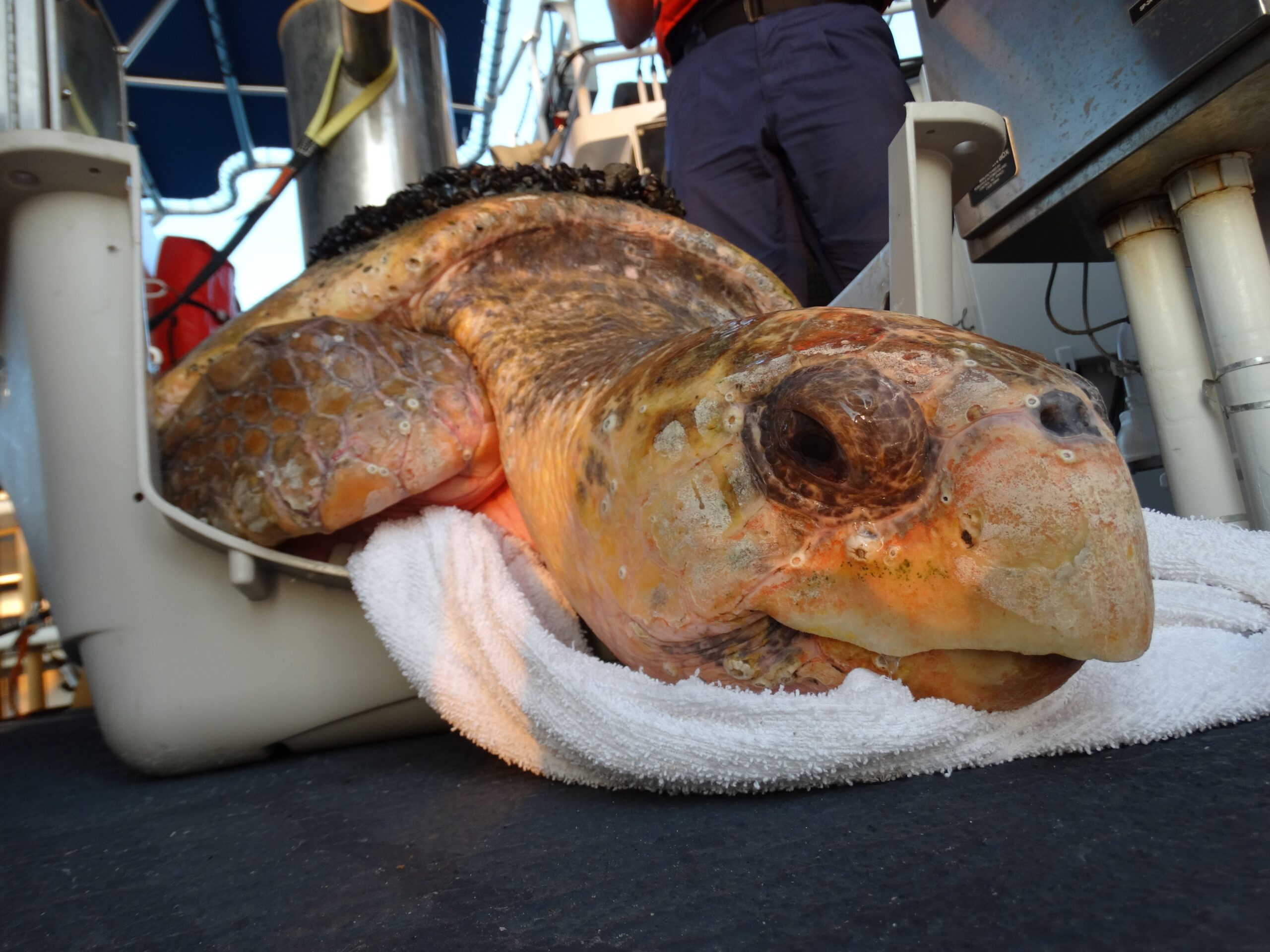 322 Pound Loggerhead Saved After Brutal Shark Attack