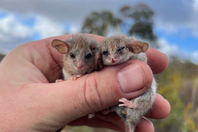World’s smallest possum may live beyond its known range in Australia
