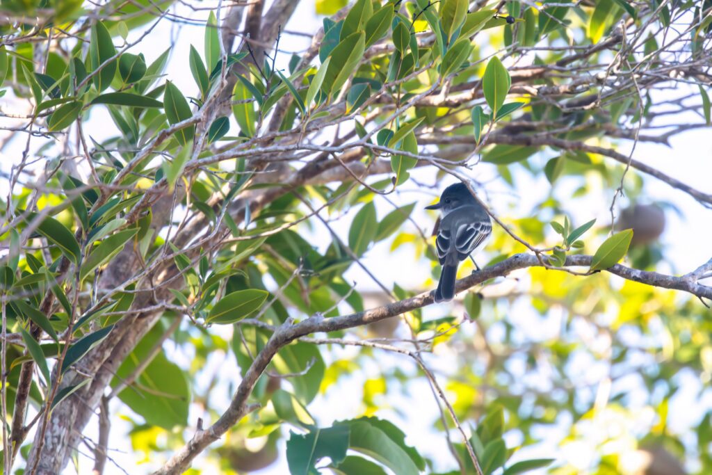 Rebuilding Puerto Rico’s forests