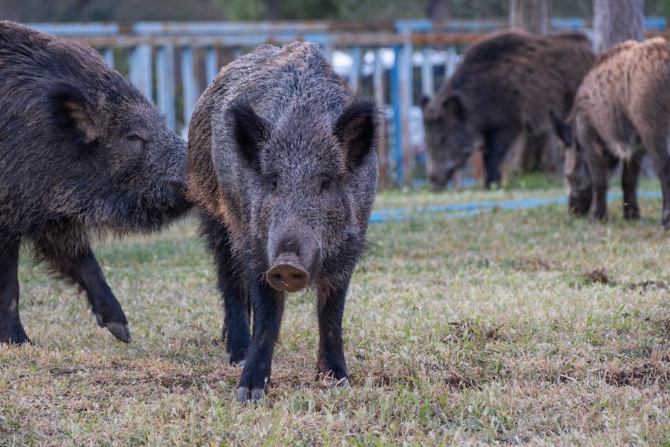 Pig hybridization explodes in radioactive Japan