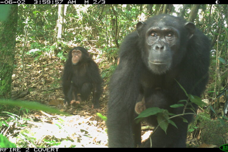 Cameroon’s decade of conflict leaves apes and conservationists in peril