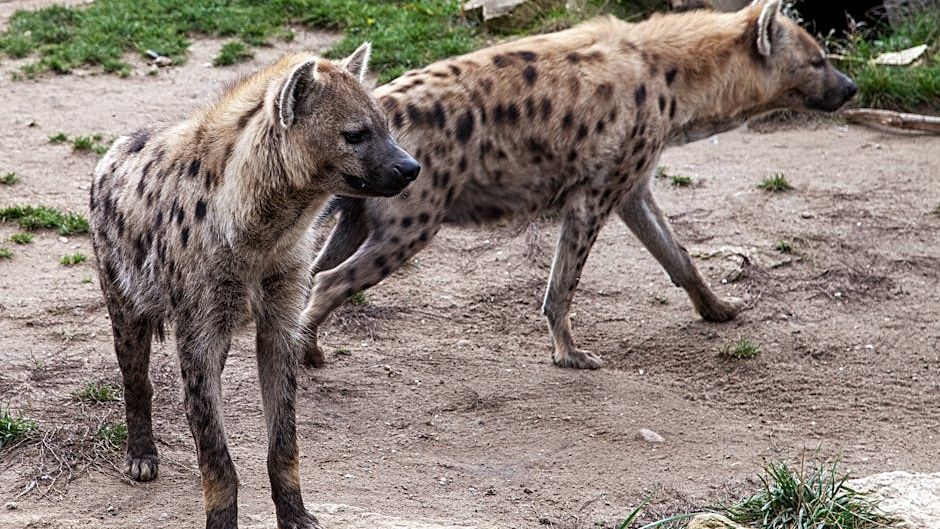 Could a Pack of Hyenas Take Down a Small Dinosaur?