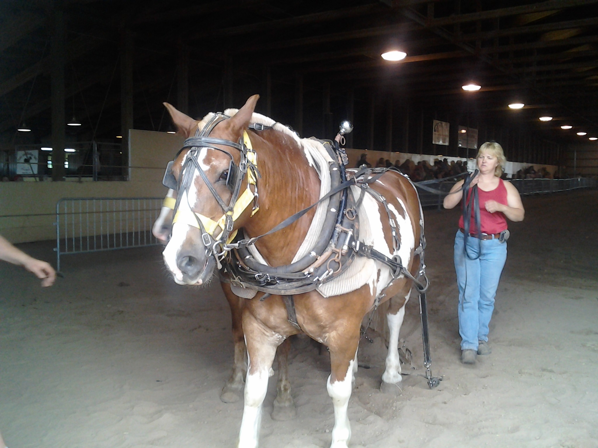 Rescued Draft Horses Get Care and Shelter They Need, Thanks to You