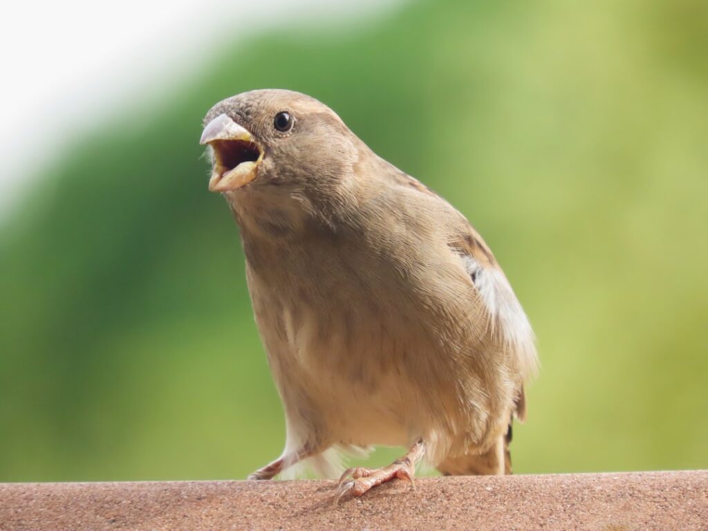 Noise pollution creates angry birds