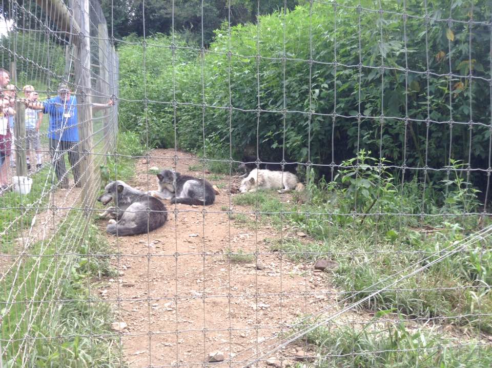 Court Order Forces Wolves From Their Sanctuary Home After Decades