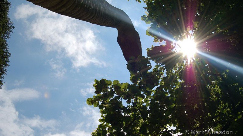 New Evidence Reveals Surprising Diet Habits of Massive Sauropods