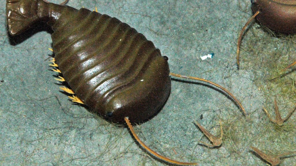 Ancient Seas Were Teeming with Life: A Glimpse into Prehistoric Marine Worlds