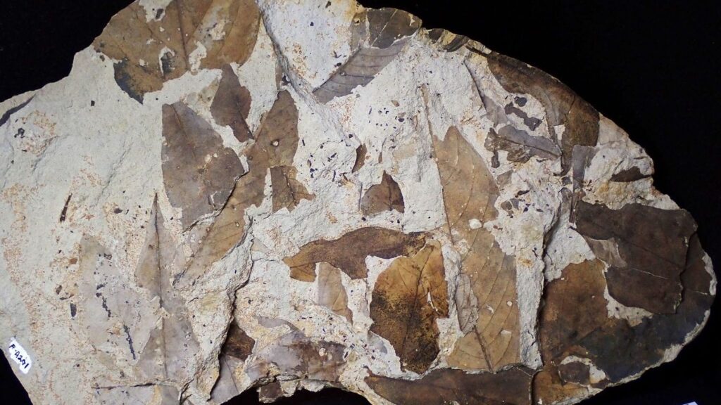 Beyond Bones: What Fossilized Plants Tell Us About Dinosaur Diets