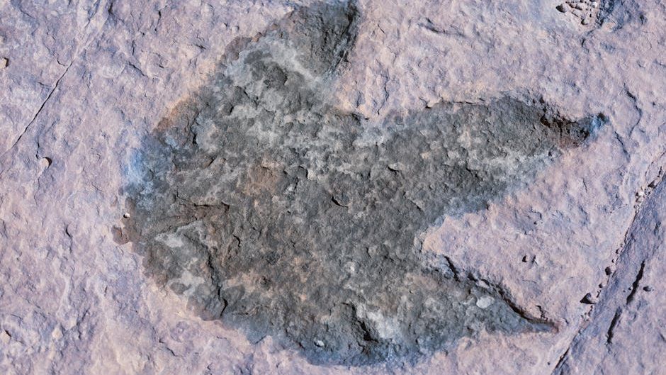 5 US National Parks Where You Can Walk Among Dinosaur Footprints