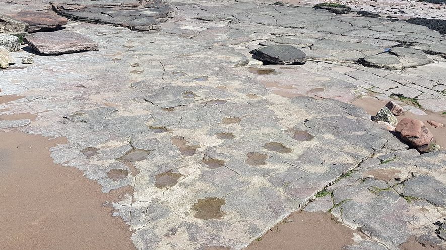 New Research Suggests Dinosaurs Migrated Across Continents More Than We Thought