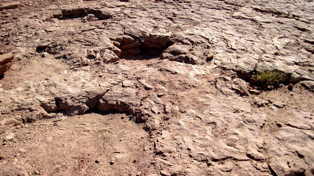 Ancient Footprints in Texas Reveal Complex Social Structures Among Herbivores