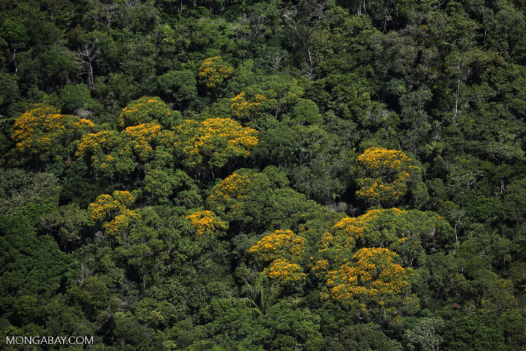 Climate change is messing with tropical plants’ flowering times, study shows