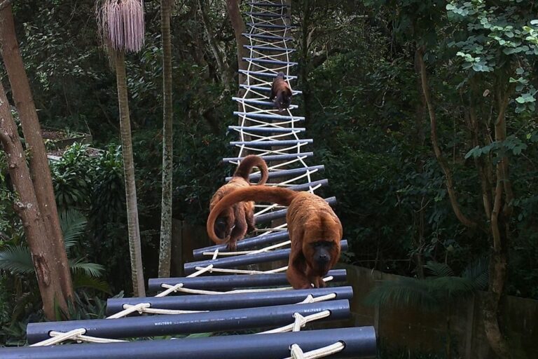 Across South America, canopy bridges evolve as a lifeline for tree-dwelling wildlife
