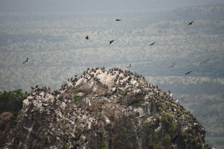 Satellite images identify vulture breeding colonies by their droppings