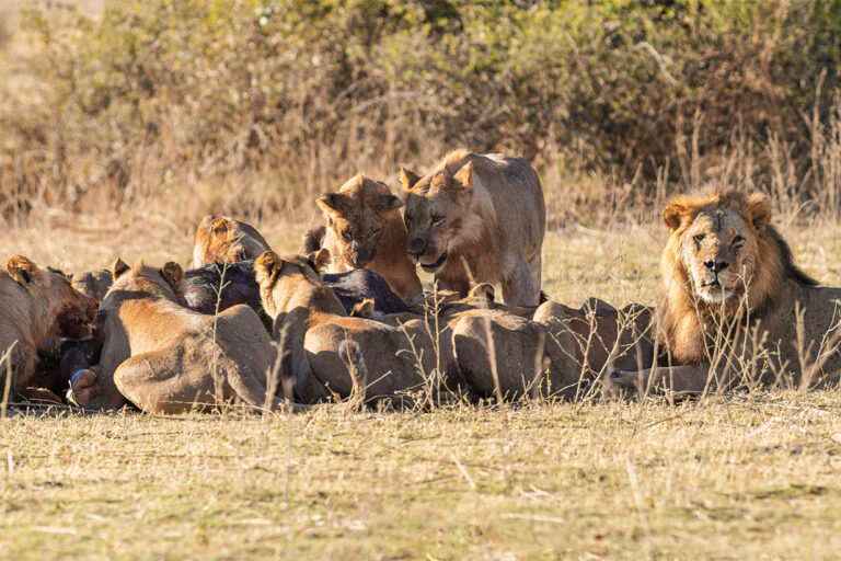 DNA fingerprinting convicts Zimbabwe lion poachers in landmark case