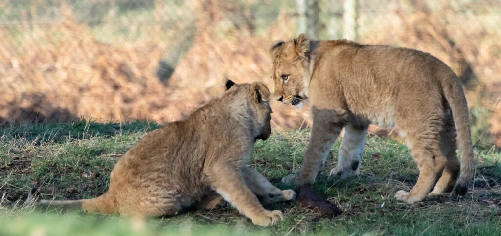 Mpumalanga moves to shut down captive lion breeding
