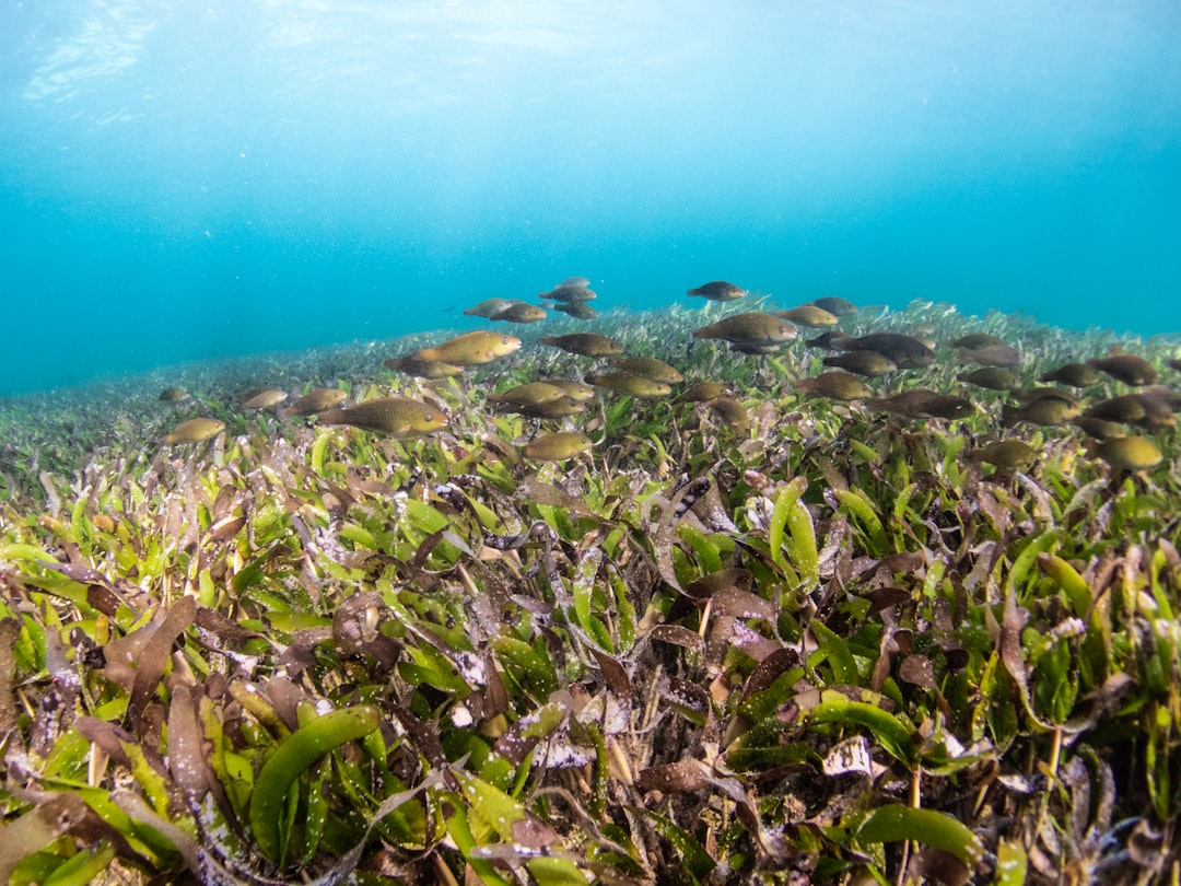 How to Protect Marine Life: Small Actions That Make a Big Difference