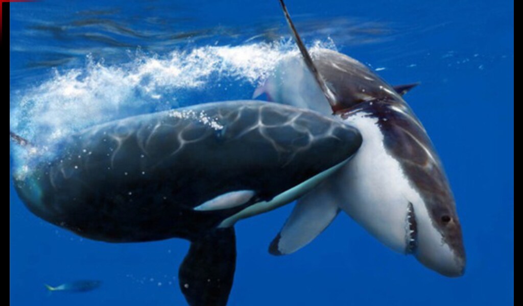 Sharks aren’t always spooked by orcas