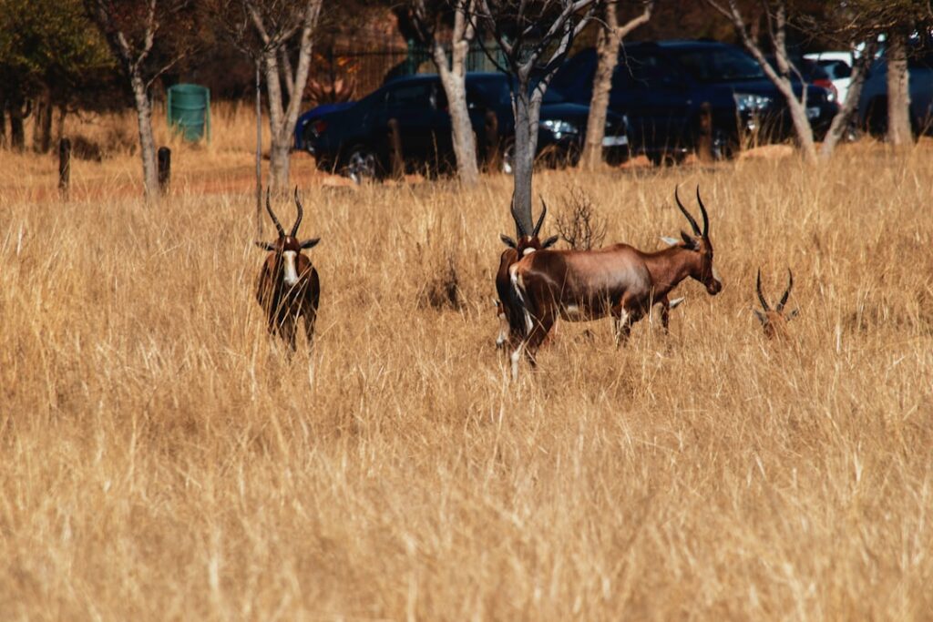 The truth about the false narrative of South Africa’s ‘wildlife miracle’