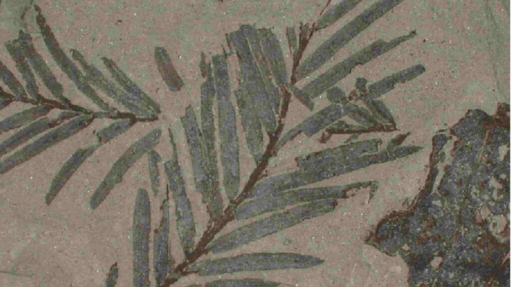 Unearthing the Secrets of Fossilized Plants: A Window into Prehistoric Ecosystems