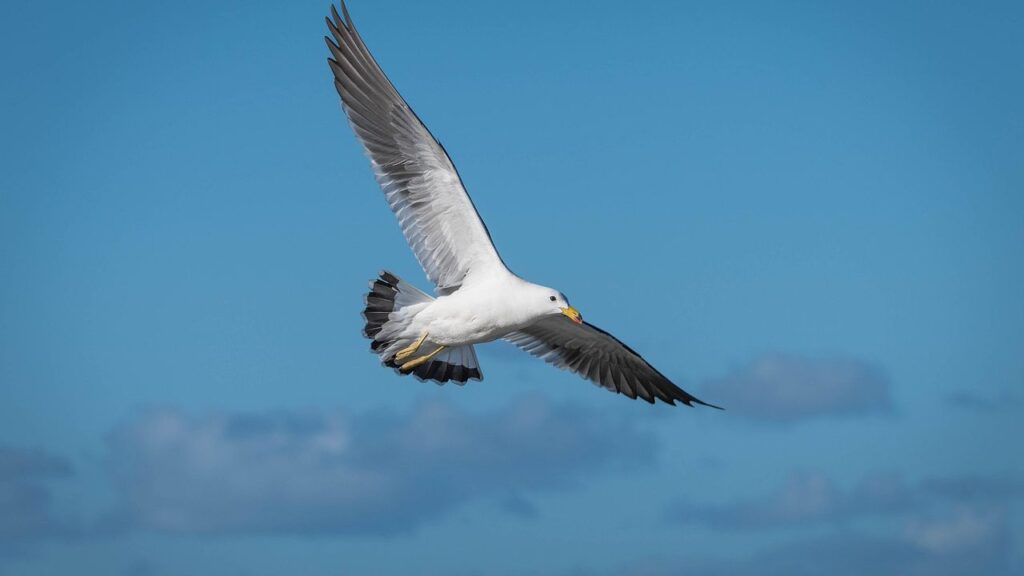 9 Astounding Facts About the Evolution of Flight Beyond Dinosaurs