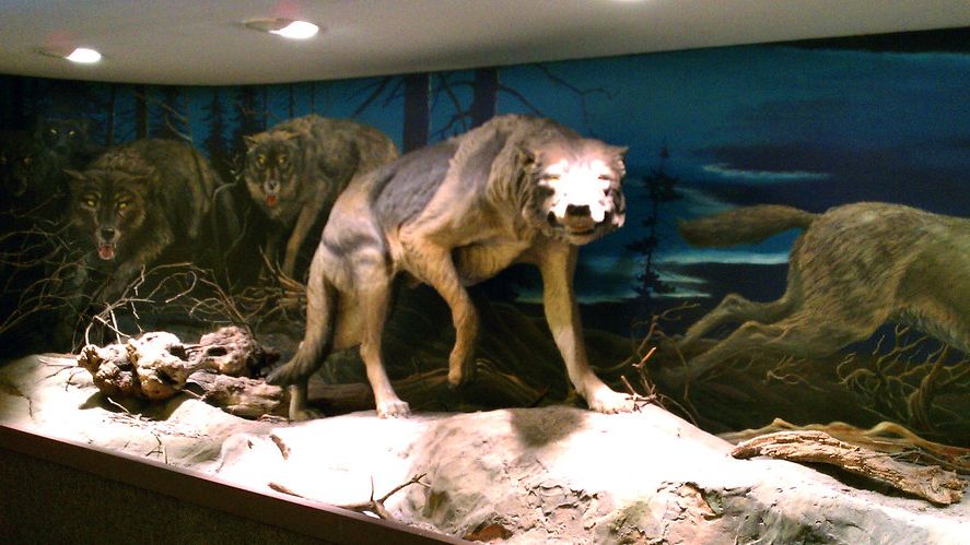 7 Astounding Prehistoric Creatures You Never Knew Roamed Ancient North America