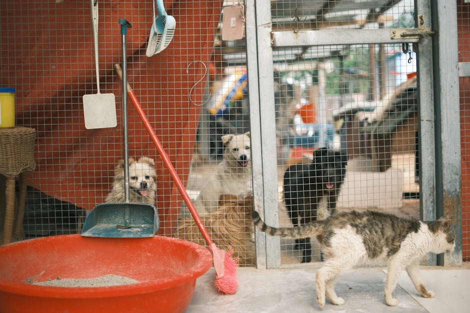 Luck of Pets at Overcrowded Shelters is About to Change with One-Way Tickets to Freedom