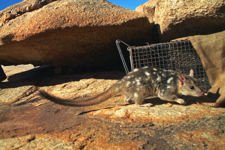 Indigenous knowledge helps guide conservation of Australia’s endangered northern quoll