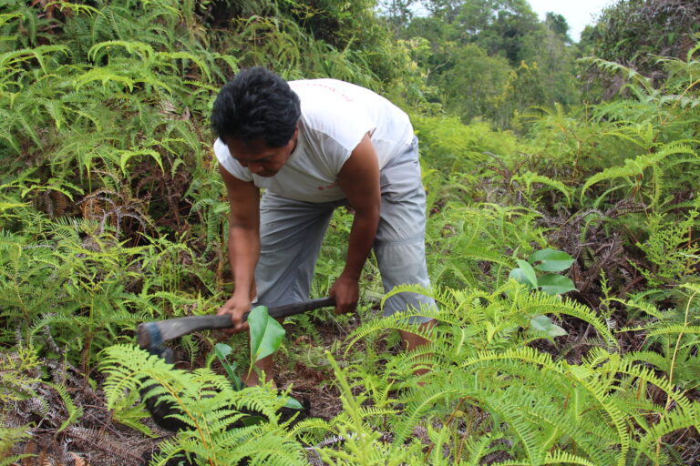 Study maps tree-planting risks and rewards for climate and biodiversity