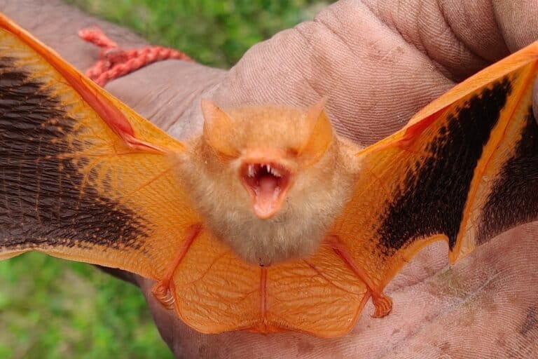 U.S.’ hunger for Halloween trinkets is killing Vietnam’s painted woolly bats