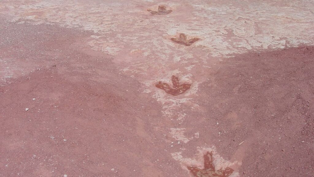 What Do Dinosaur Footprints Reveal About Their Social Behavior and Ancient Herds?