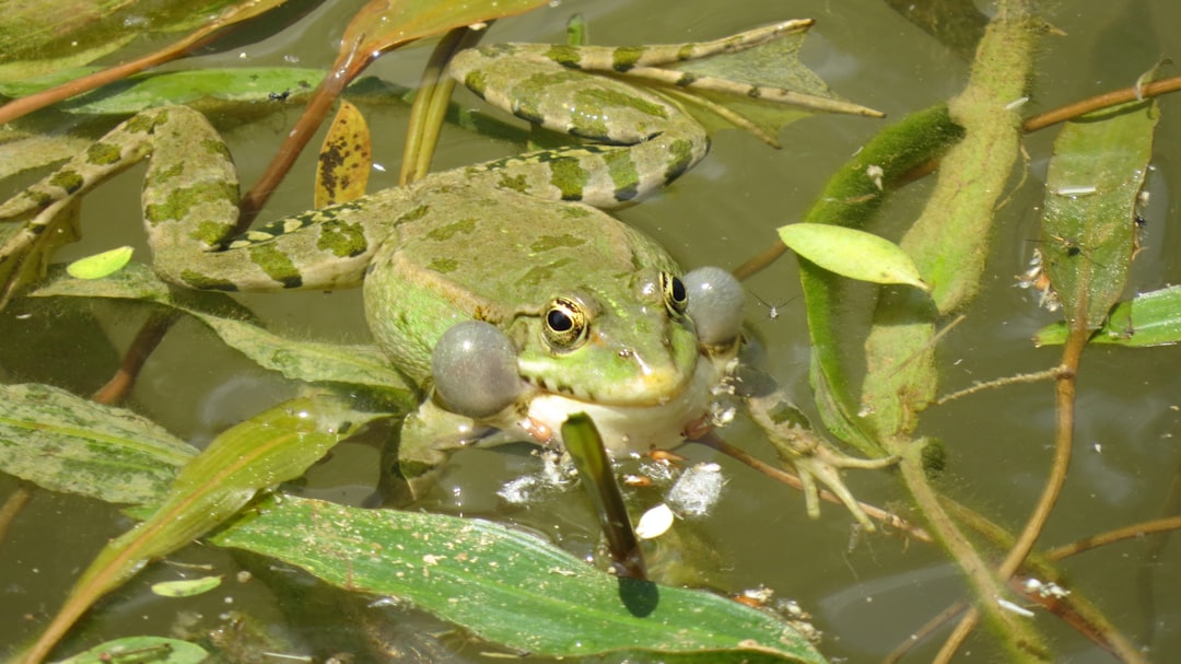 JWM: Restoring mines improves frog diversity