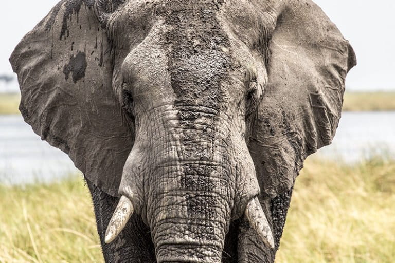 How elephants experience time, and what this tells us about protecting them