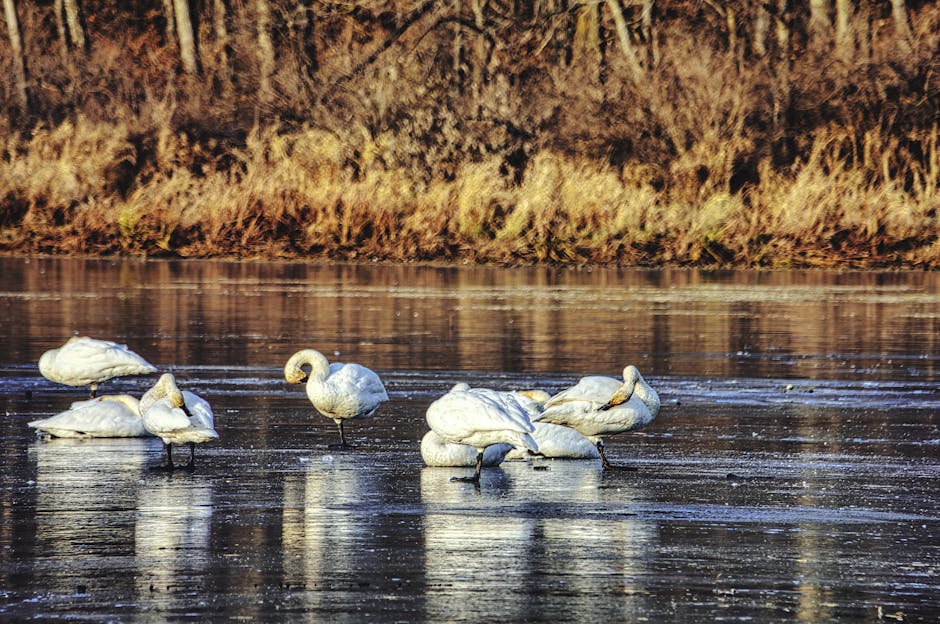 Whooper Swan Twitch