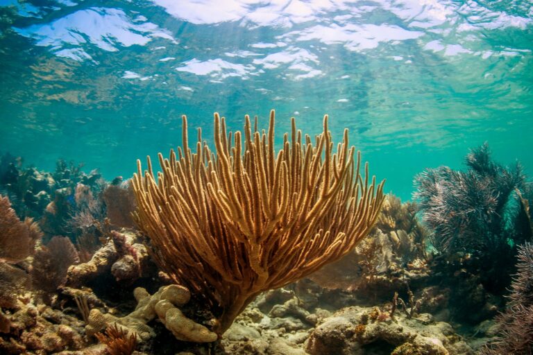 If Florida reefs aren’t protected, storms will increase flooding & costs: Study
